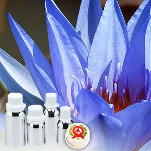 Lotus Blue Absolute Oil